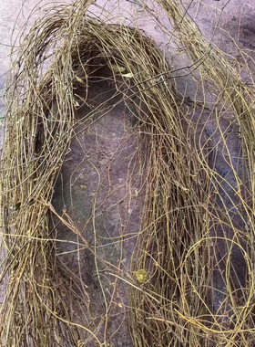 茯苓藤天然植物干花造型软装花艺婚庆布置架构藤条藤蔓藤圈原材料