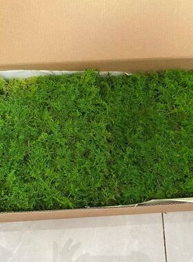 永生大羽藓 立体植物墙造景永生苔藓 室内软装微景观铺面装饰青苔