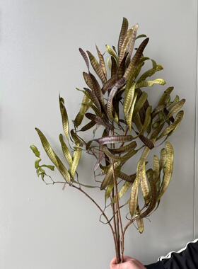 自然风干原色扁豆荚干花带枝豌豆荚真花插花婚庆软装拍摄摆件