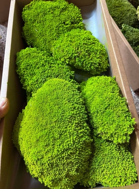 永生白发藓无养护青苔绿植墙室内造景微景观铺面永久保鲜永生苔藓