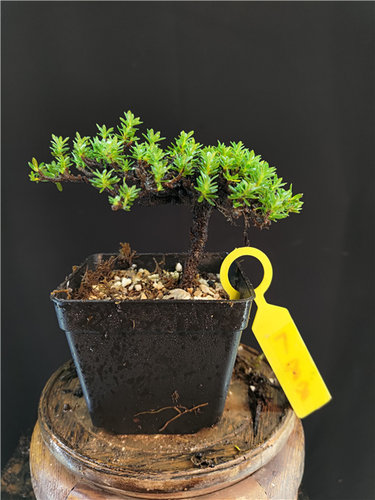 云南橙花瑞香熟桩叶子冬红夏绿四季常青庭院老桩客厅盆栽室内植物