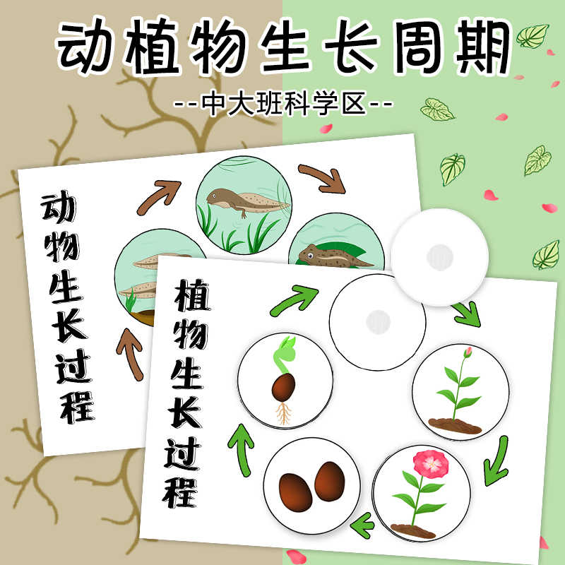 植物的生长过程 新人首单立减十元 22年4月 淘宝海外