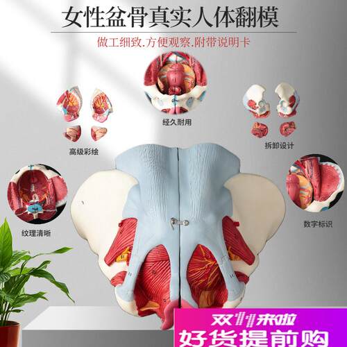 女性骨盆模型盆底肌带生殖器血管神经肌肉子宫人U体解剖教学骨盆 - 图0