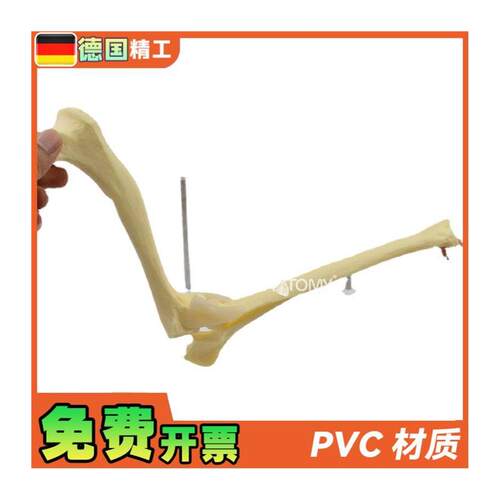 德国】狗肘关节模型犬骨骼关节解C剖展示道具1比1大医药促销礼品 - 图3