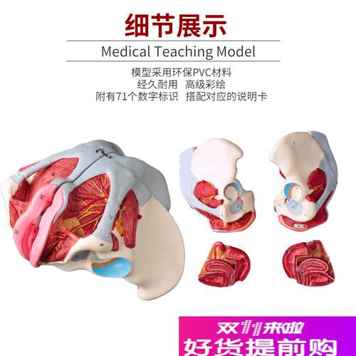女性骨盆模型盆底肌带生殖器血管神经肌肉子宫人U体解剖教学骨盆 - 图2