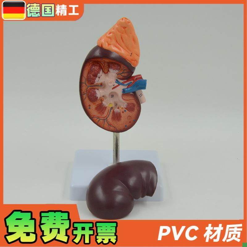 德国】PNT-0561-1肾解v剖教学模型肾解剖1.5倍放大附肾上腺教学模 - 图1