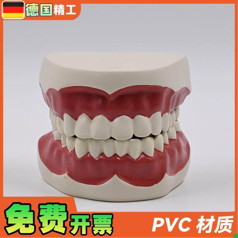 德国】1比1牙齿护理保健模型高级口腔清洁模型保健牙护.理教学模 - 图2