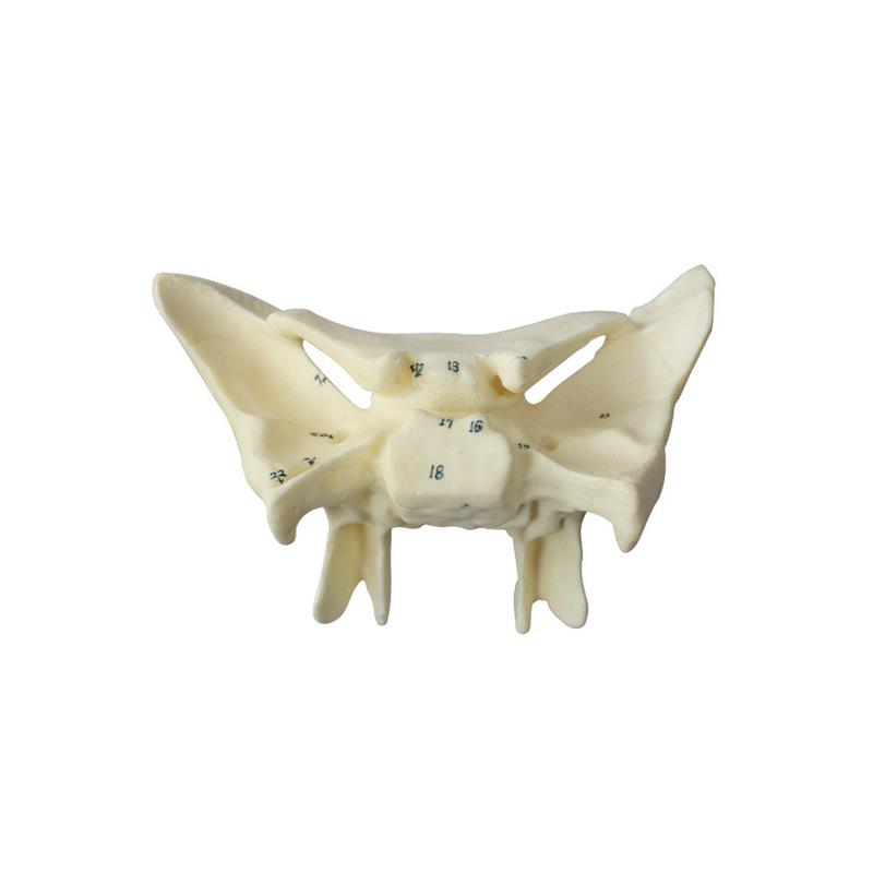 人体蝶骨放大标数字模型F教学解剖模型蝶骨模型 - 图3