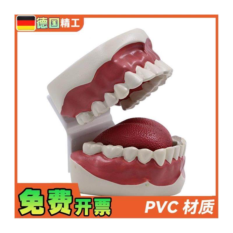 德国】1比1牙齿护理保健模型高级口腔清洁模型保健牙护.理教学模 - 图3
