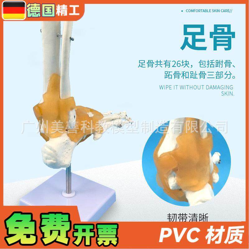 人体医学11人体踝o关节模型足关节脚关节手足外科教学模型 - 图2