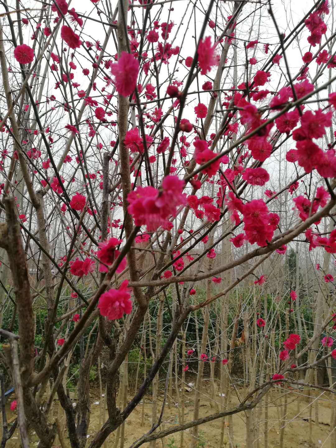 梅花树苗红梅树苗原生红梅树苗庭院地栽盆栽树桩盆景红梅当年开花