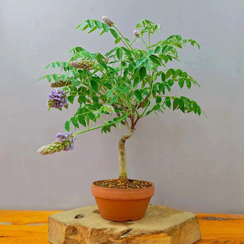 紫藤盆景紫藤萝盆景绿植盆栽爬架廊架凌霄爬墙瀑布花葡萄架藤本 - 图2