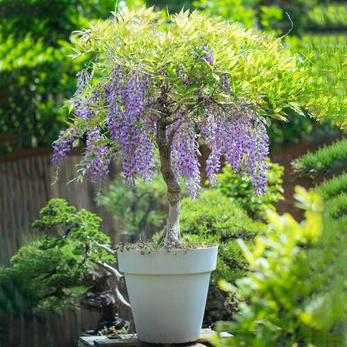 紫藤盆景紫藤萝盆景绿植盆栽爬架廊架凌霄爬墙瀑布花葡萄架藤本 - 图0