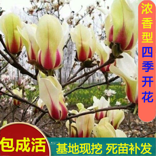 耐寒玉兰花树苗室外庭院绿化植物大花红玉兰黄玉兰紫玉兰容易成活 - 图0