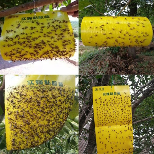 稳诱实蝇粘胶板果蝇贴针蜂粘虫板大食蝇贴果园诱虫板信息素实蝇板 - 图2
