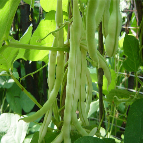 无筋九粒白种子菜芸豆籽搭架豆角四季豆蔬菜孑春秋季农家美银一号 - 图1