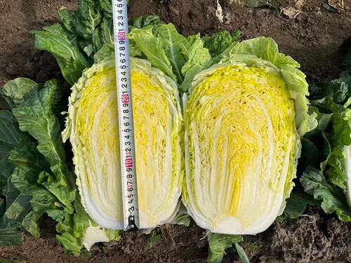 夏秋季播种大白菜种子籽耐热外叶绿黄心叠抱早熟抗病高产基地夏虎 - 图3
