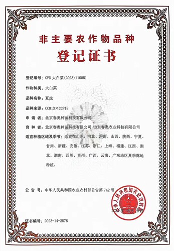 夏秋季播种大白菜种子籽耐热外叶绿黄心叠抱早熟抗病高产基地夏虎 - 图1