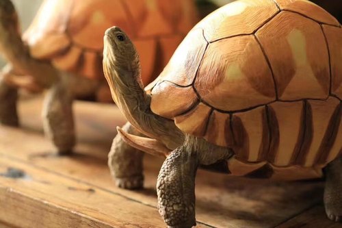 安哥洛卡陆龟模型博物志工作室出品爬宠模型 原创手工制作手办 - 图1