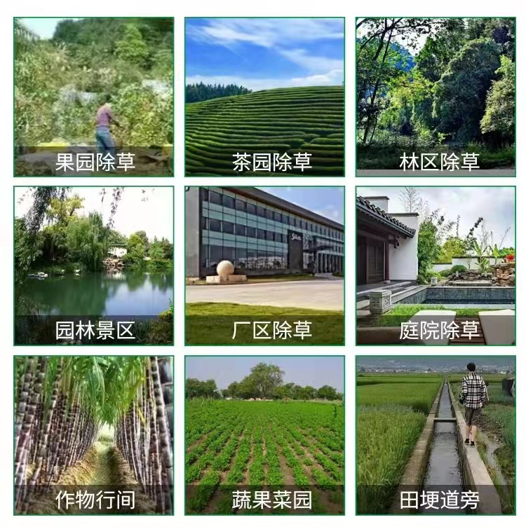 正品草甘膦杂草除草剂灭生性烂根林地荒地除草农药农资厂家直销 - 图1