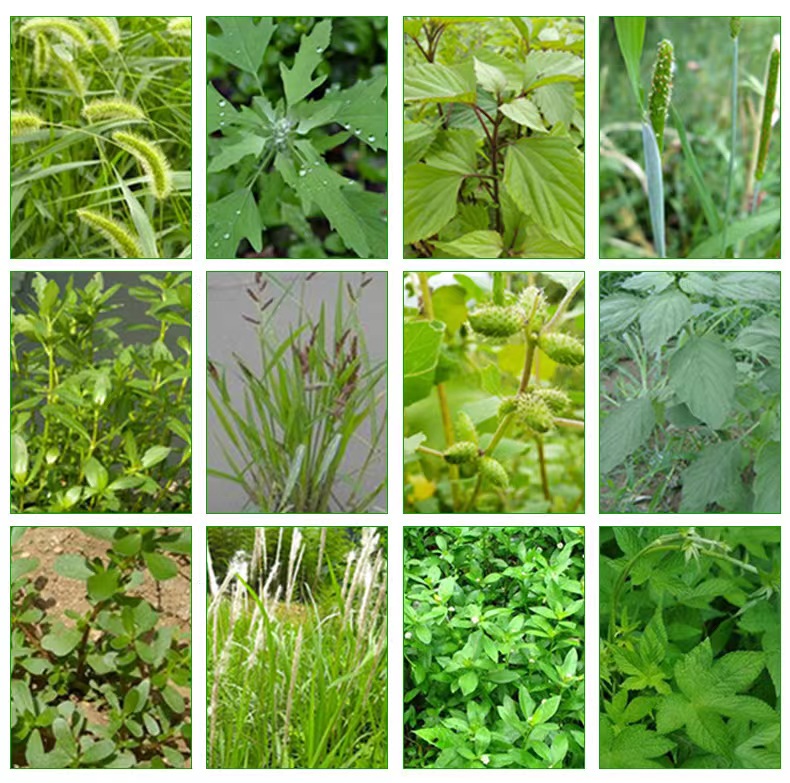 正品草甘膦杂草除草剂灭生性烂根林地荒地除草农药农资厂家直销 - 图2