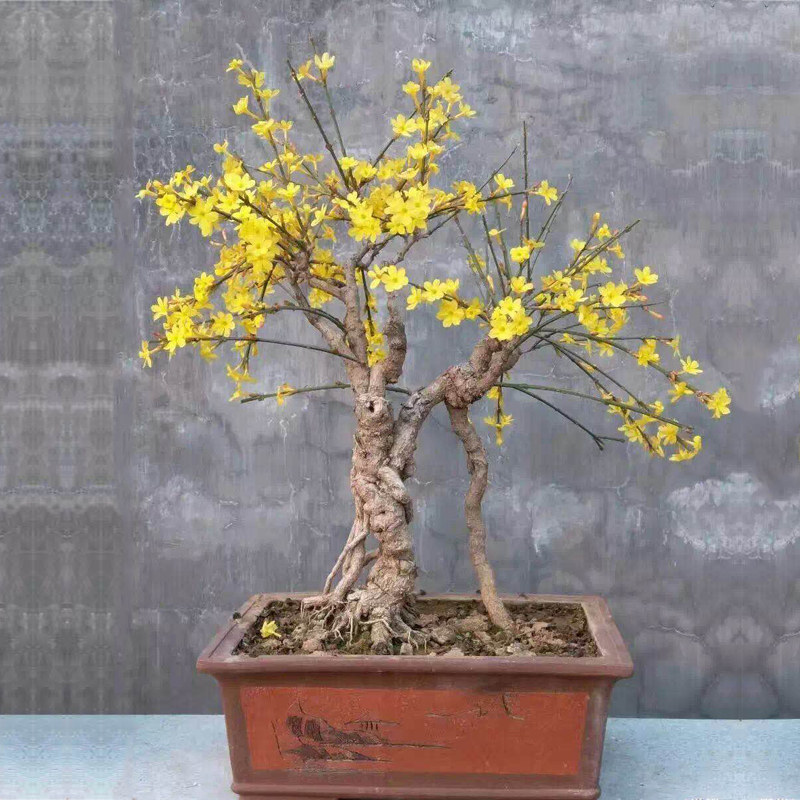 包邮迎春盆景盆栽老桩庭院绿化报春花观赏花卉耐寒迎春花新绿直销,淘宝优惠券,粉丝福利购,淘宝优惠卷