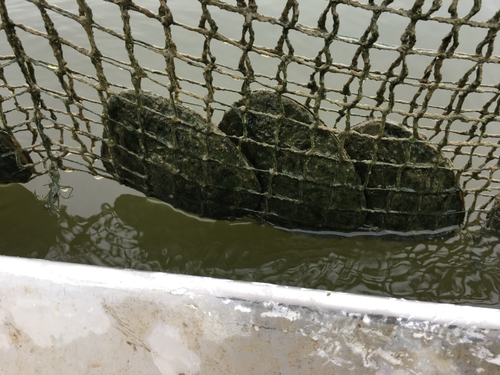 淡水珍珠蚌紫色爱迪生单珠自己开鲜活包邮开蚌取珍珠一蚌一珠,淘宝优惠券,粉丝福利购,淘宝优惠卷