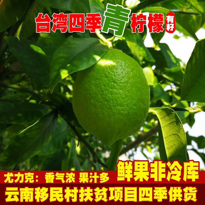 新鲜云南青柠檬水果小青柠香水四川安岳一点点薄皮奶茶非无籽现货-图0