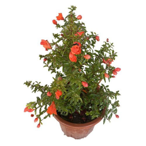 石榴花盆栽 潮汕红花苗 石榴花苗 喜庆吉祥花苗庭院阳台盆栽绿植 - 图3
