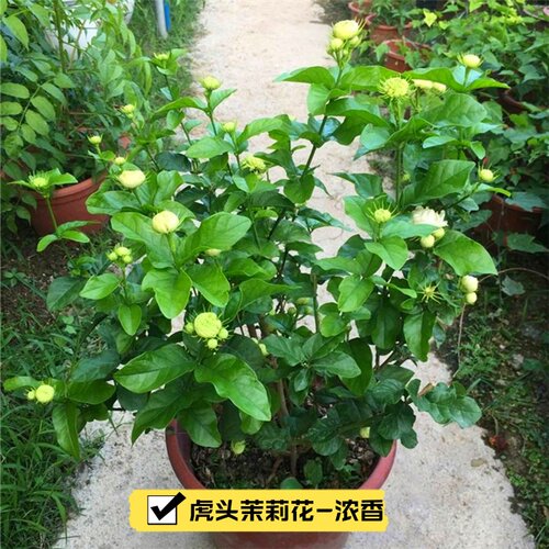 虎头茉莉花 超重瓣四季常青浓香盆栽 大花茉莉多年生植物开花不断 - 图3