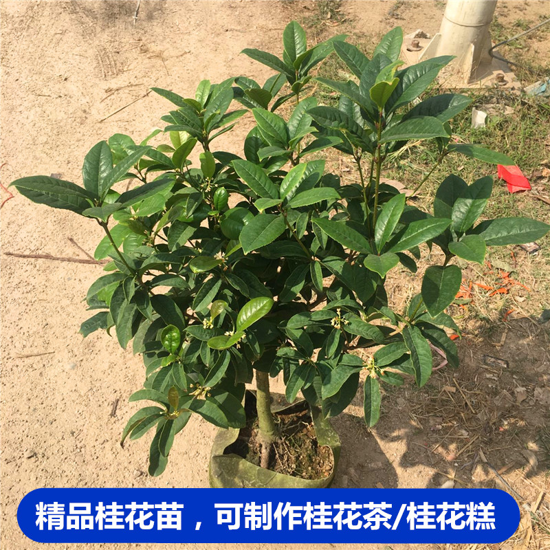 四季桂花苗 当年开花桂花盆栽 浓香绿植花卉阳台庭院室内外树苗 - 图0