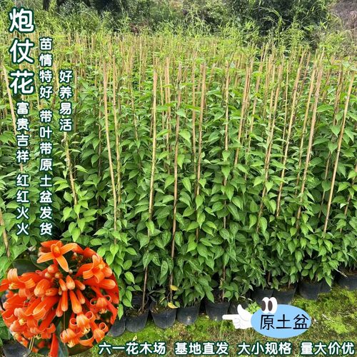 炮仗花苗 爬藤植物 鞭炮花 四季可种阳台庭院垂吊攀援花卉 藤本花 - 图0