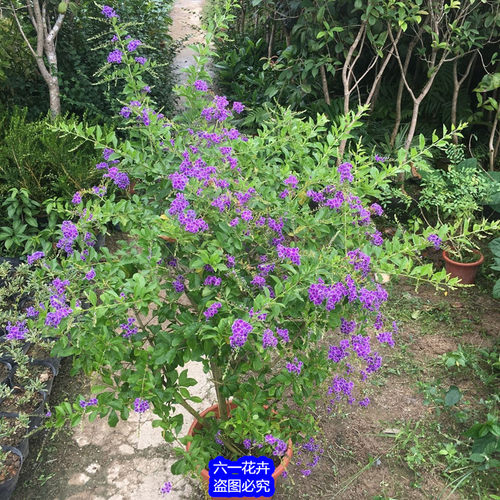 蕾丝金露花盆栽 巧克力花苗 甘露花多年生植物室内外盆栽花苗好养 - 图2