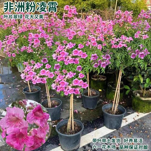 粉色凌霄花 紫云藤盆栽非洲凌霄苗 爬藤耐寒阳台庭院植物当年开花 - 图1