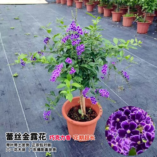 蕾丝金露花盆栽 巧克力花苗 甘露花多年生植物室内外盆栽花苗好养 - 图2