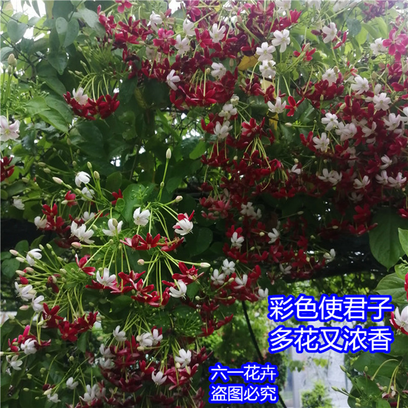 使君子花苗爬藤植物室内外重瓣藤类攀爬花卉阳台围墙花水君子花苗 - 图2