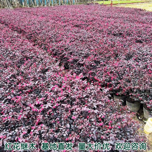 红继木苗绿化花苗红花檵木苗耐晒耐寒植物开花四季常青红桎木树苗 - 图2