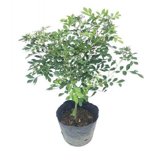 九里香花苗 千里香 七里香苗 驱蚊植物 浓香绿植易活好养植物盆栽 - 图3