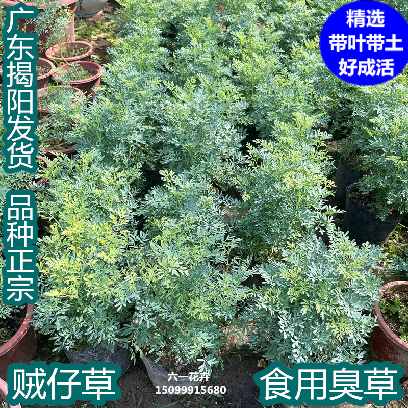 贼仔草中药材芸香草香艾盆栽臭草散瘀止血扒龟草香茅筋骨草-图3