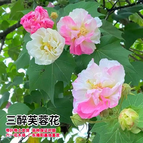 当年开花盆栽重瓣醉芙蓉花苗 木芙蓉 三醉芙蓉变色耐寒室内外绿化 - 图1