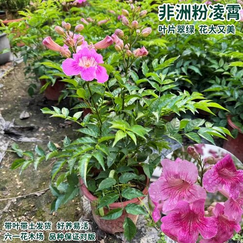 粉色凌霄花 紫云藤盆栽非洲凌霄苗 爬藤耐寒阳台庭院植物当年开花 - 图0
