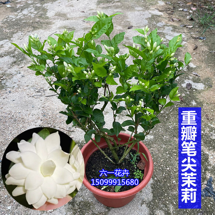 重瓣笔尖茉莉花苗 开花浓香盆栽 当年开花不断室内外庭院木本花卉 - 图1