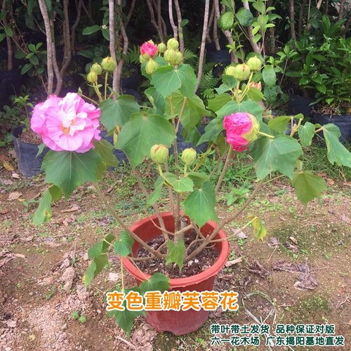 当年开花盆栽重瓣醉芙蓉花苗 木芙蓉 三醉芙蓉变色耐寒室内外绿化 - 图2