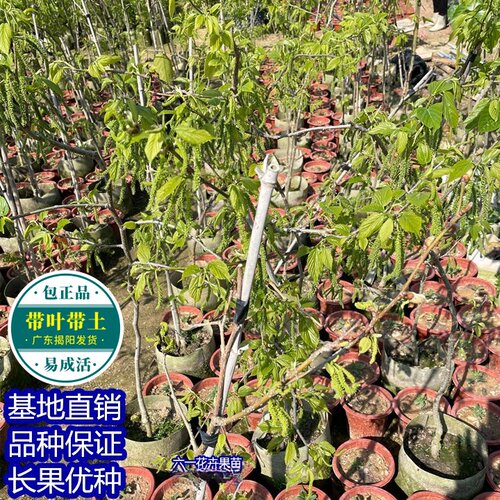 正宗四季台湾长果桑苗带果嫁接桑葚树苗无籽黑桑果树桑葚当年结果 - 图1