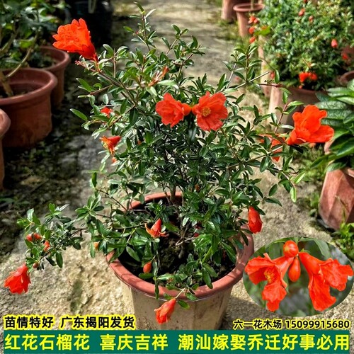 石榴花盆栽 潮汕红花苗 石榴花苗 喜庆吉祥花苗庭院阳台盆栽绿植 - 图2