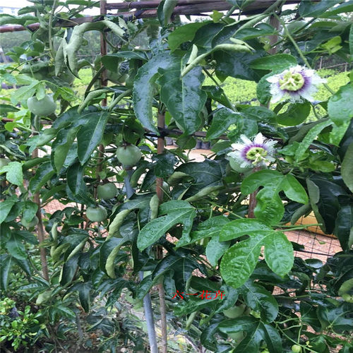 百香果苗当年结果爬藤盆栽鸡蛋果苗满天星百香果树水果苗四季种植 - 图3
