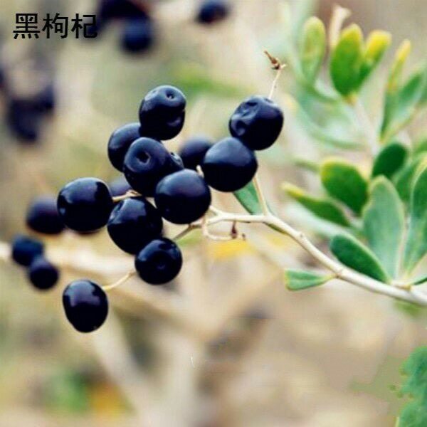 黑枸杞种子野生野果净籽农家阳台庭院盆栽药材草药植物蔬果种子籽_虎窝淘