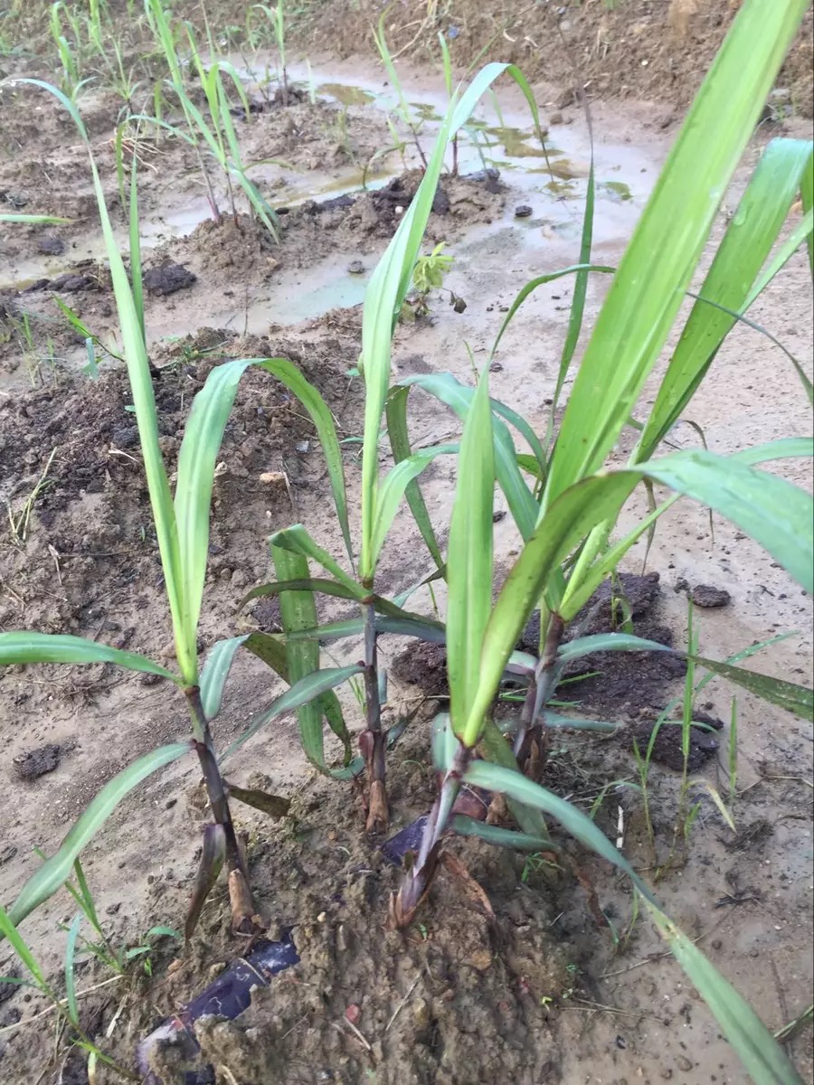 甘蔗苗高产10根每根3到5芽广西黑皮甘蔗种子水果甘蔗种苗种植种盆