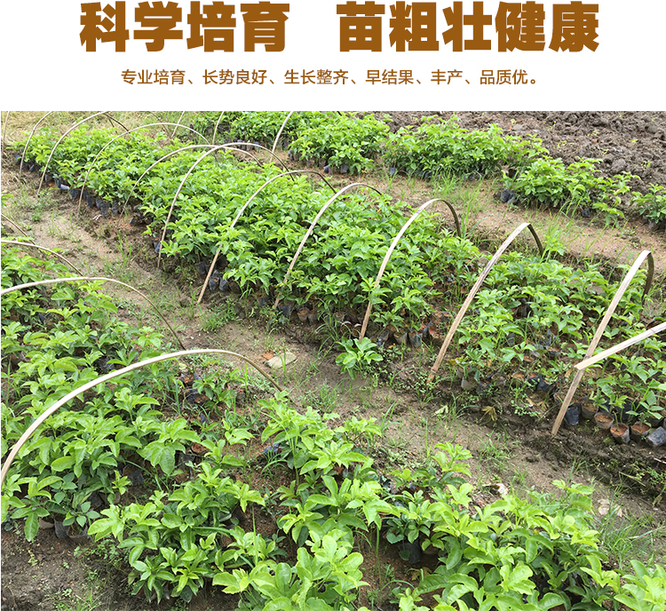 百香果苗果树苗四季爬藤当年结果图片_2
