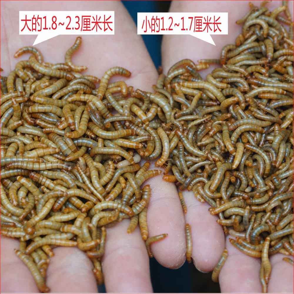 面包虫黄粉虫大麦虫活体饲料爬宠食物守宫蝎子鸟类蛙画眉八哥包邮 - 图0